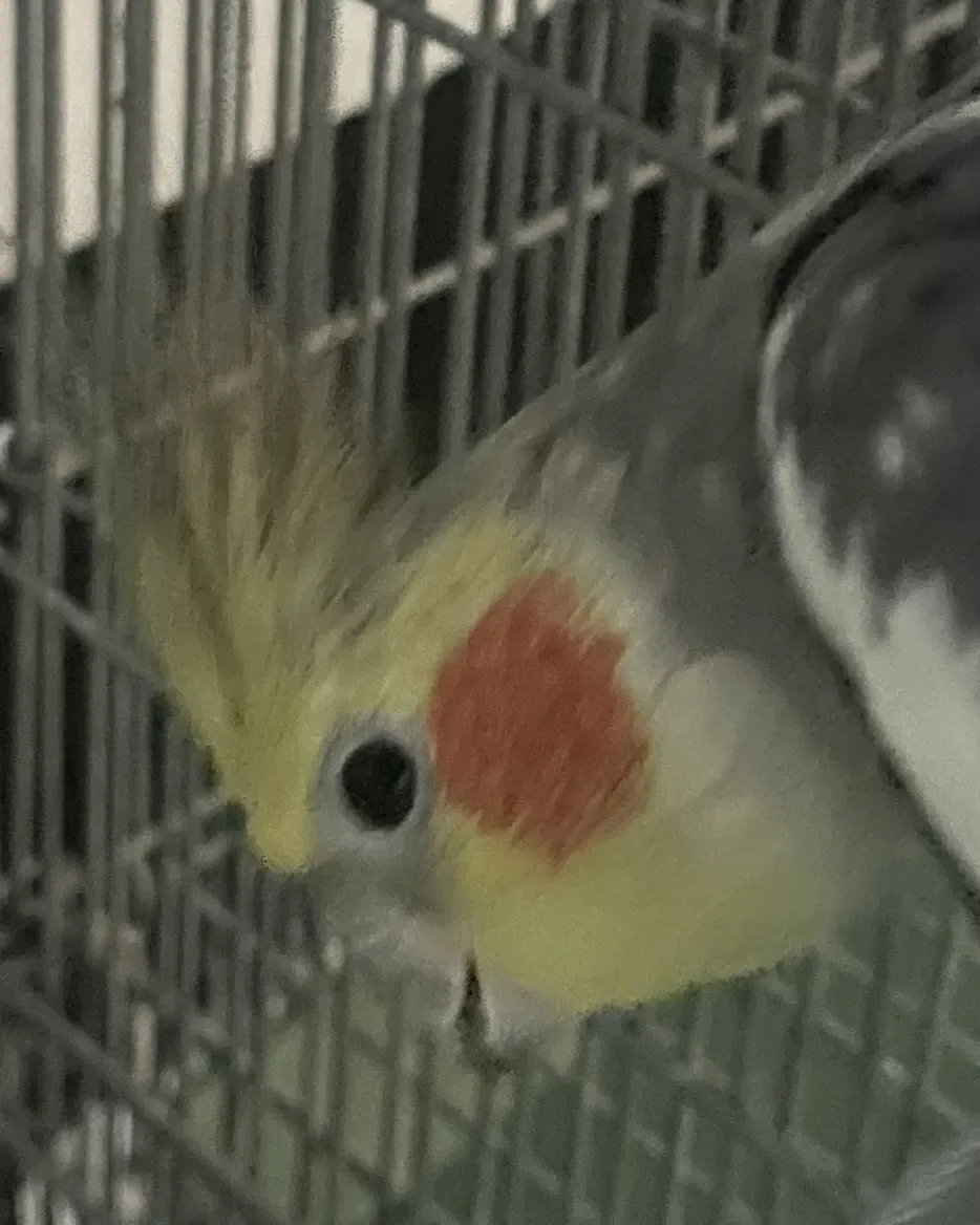 鸚鬥寵物精品館