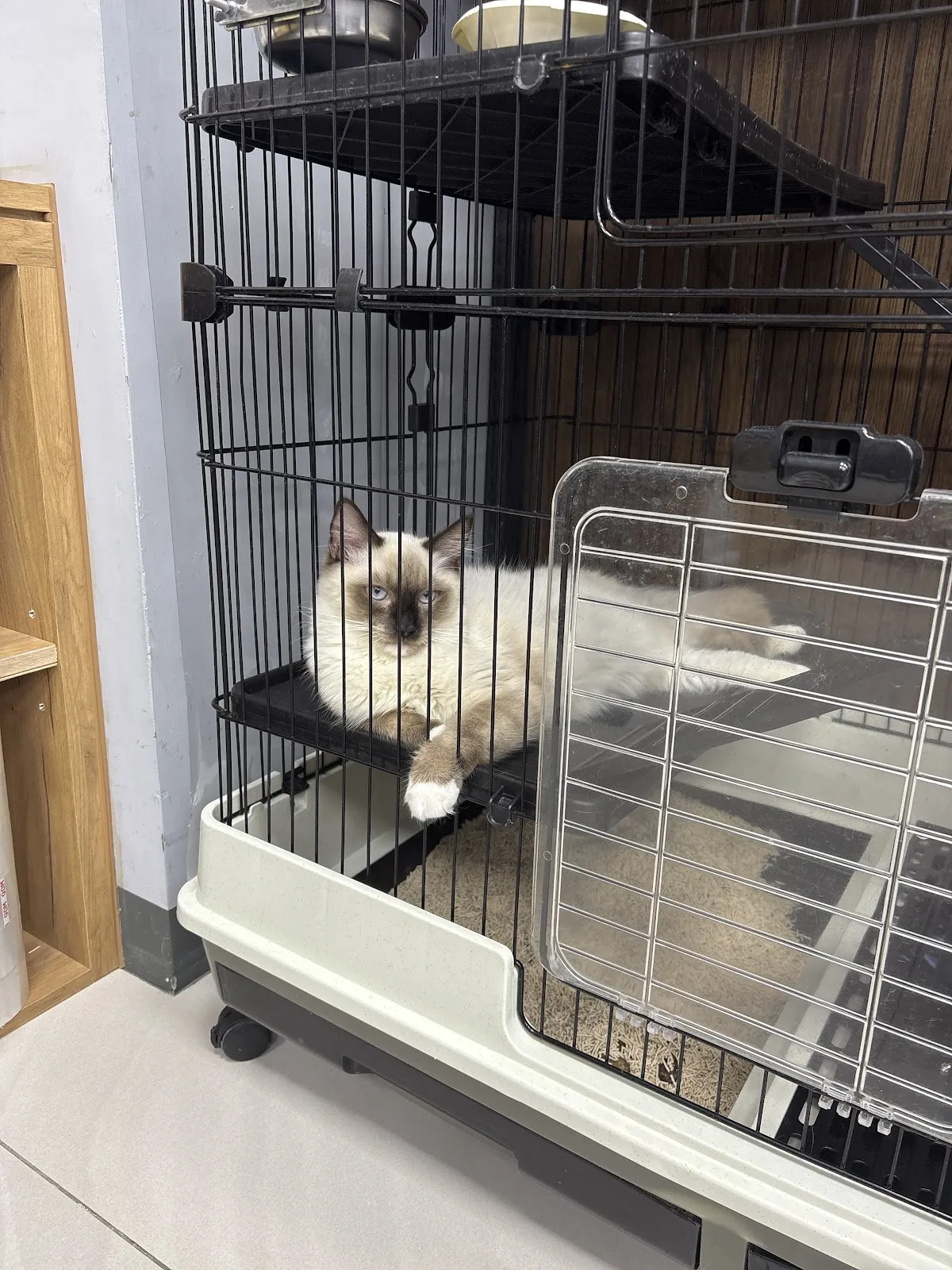 喵喵星球寵物坊