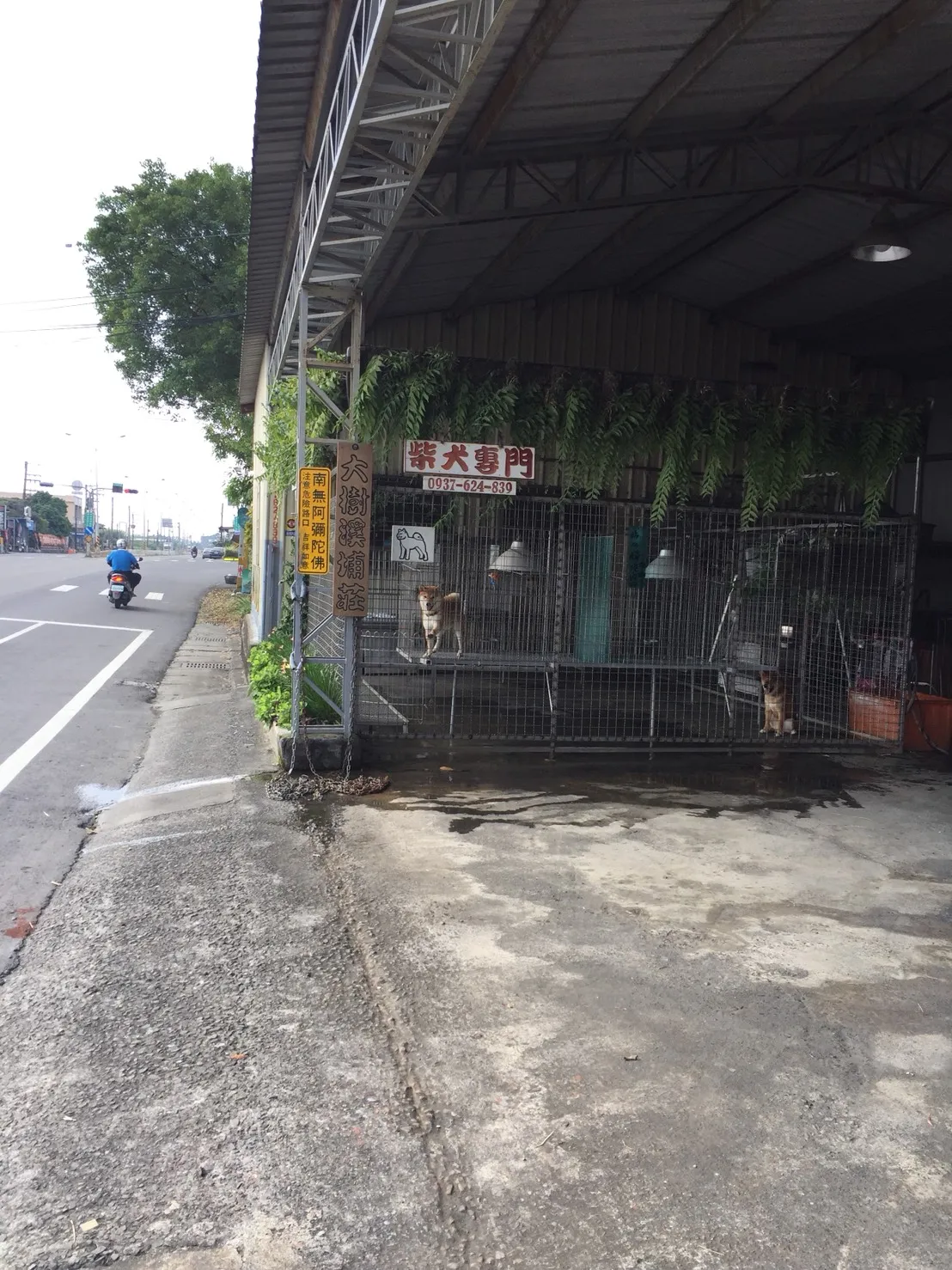 大樹溪埔莊犬舍