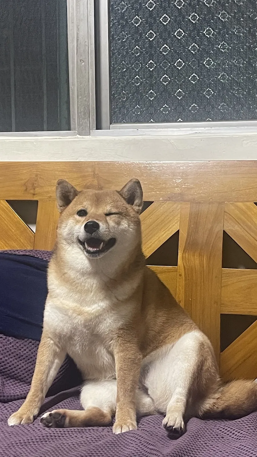 大樹溪埔莊犬舍