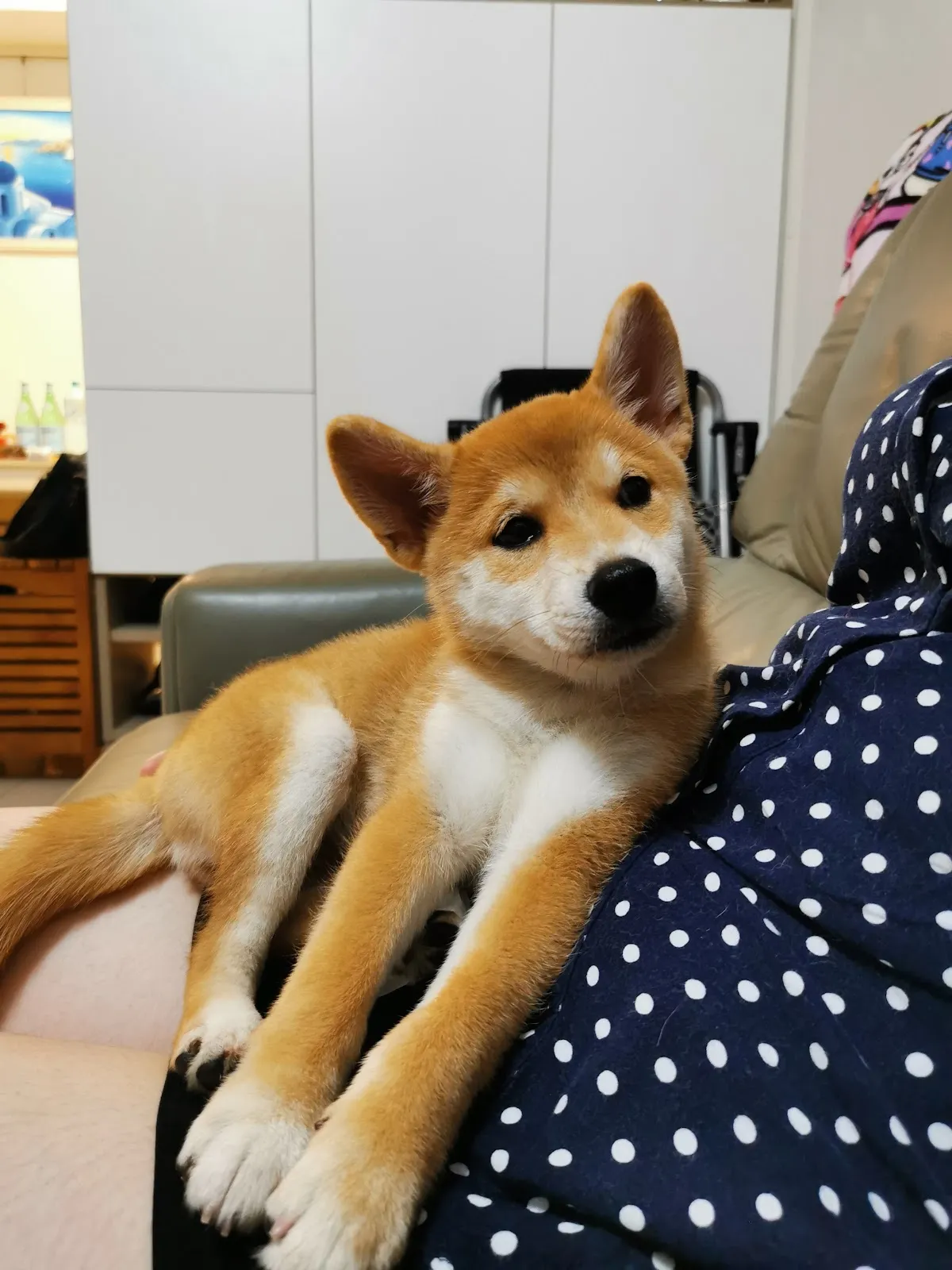 大樹溪埔莊犬舍