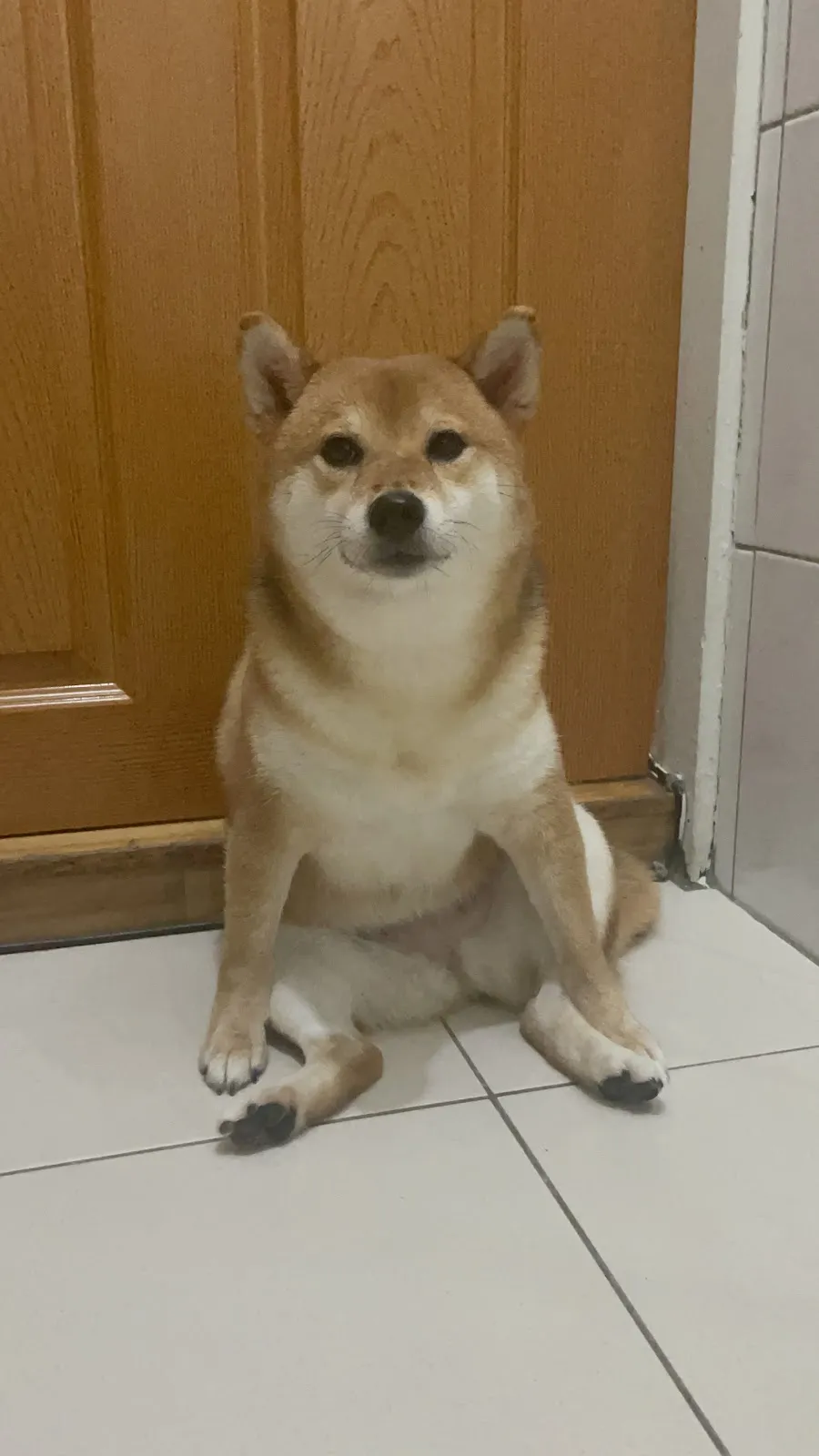 大樹溪埔莊犬舍