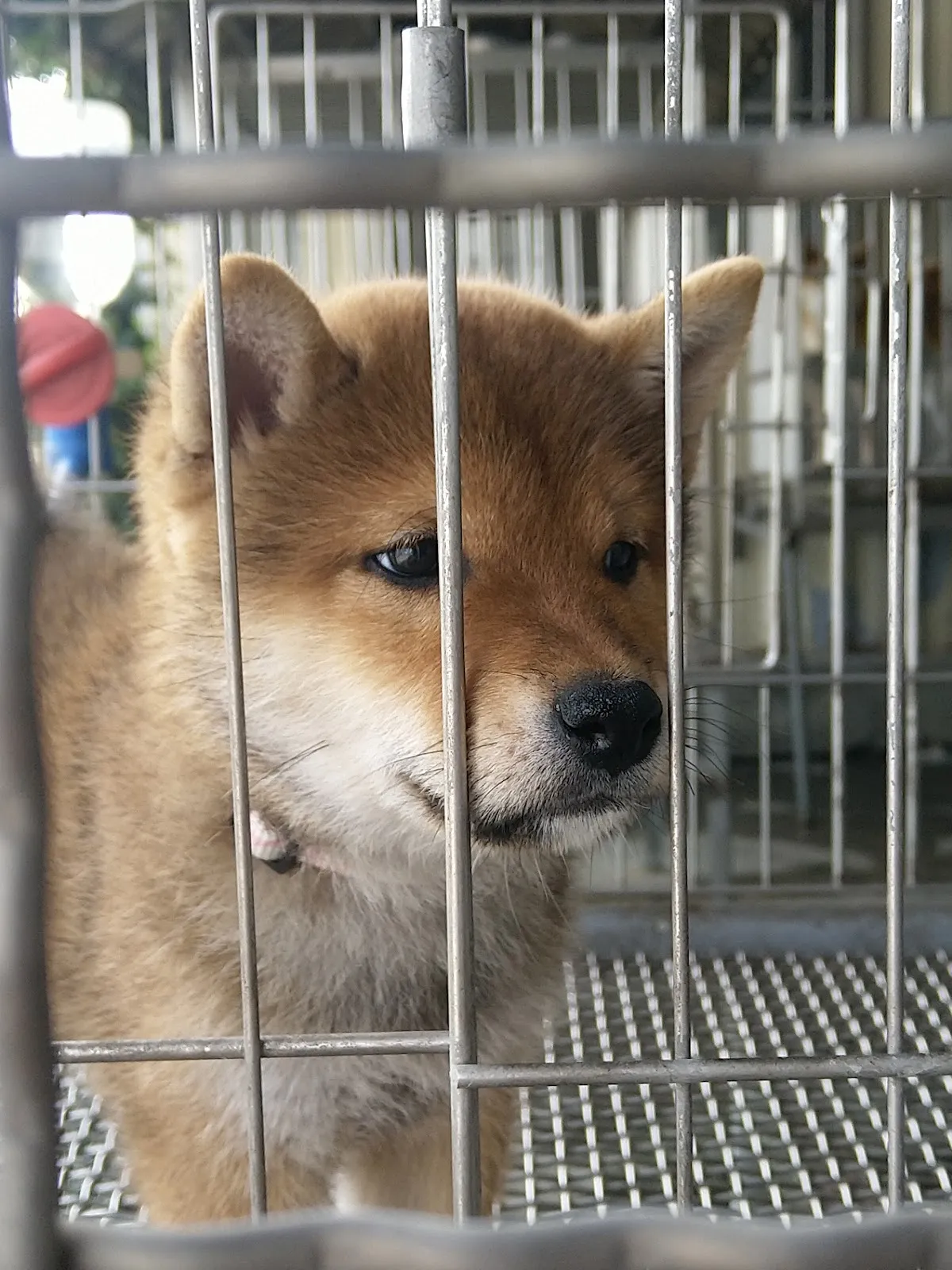 大樹溪埔莊犬舍