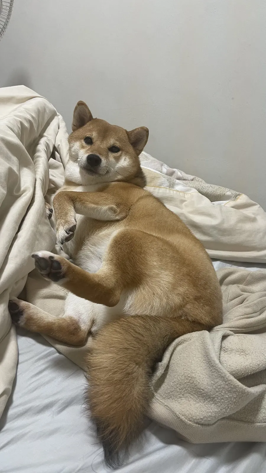 大樹溪埔莊犬舍