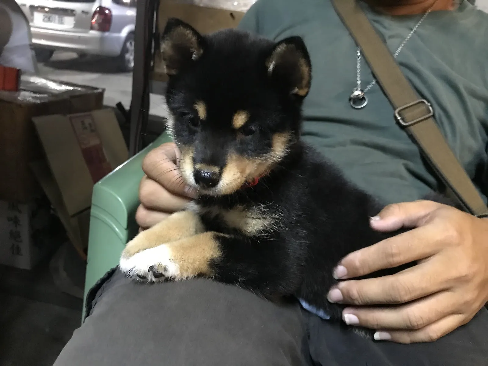 大樹溪埔莊犬舍