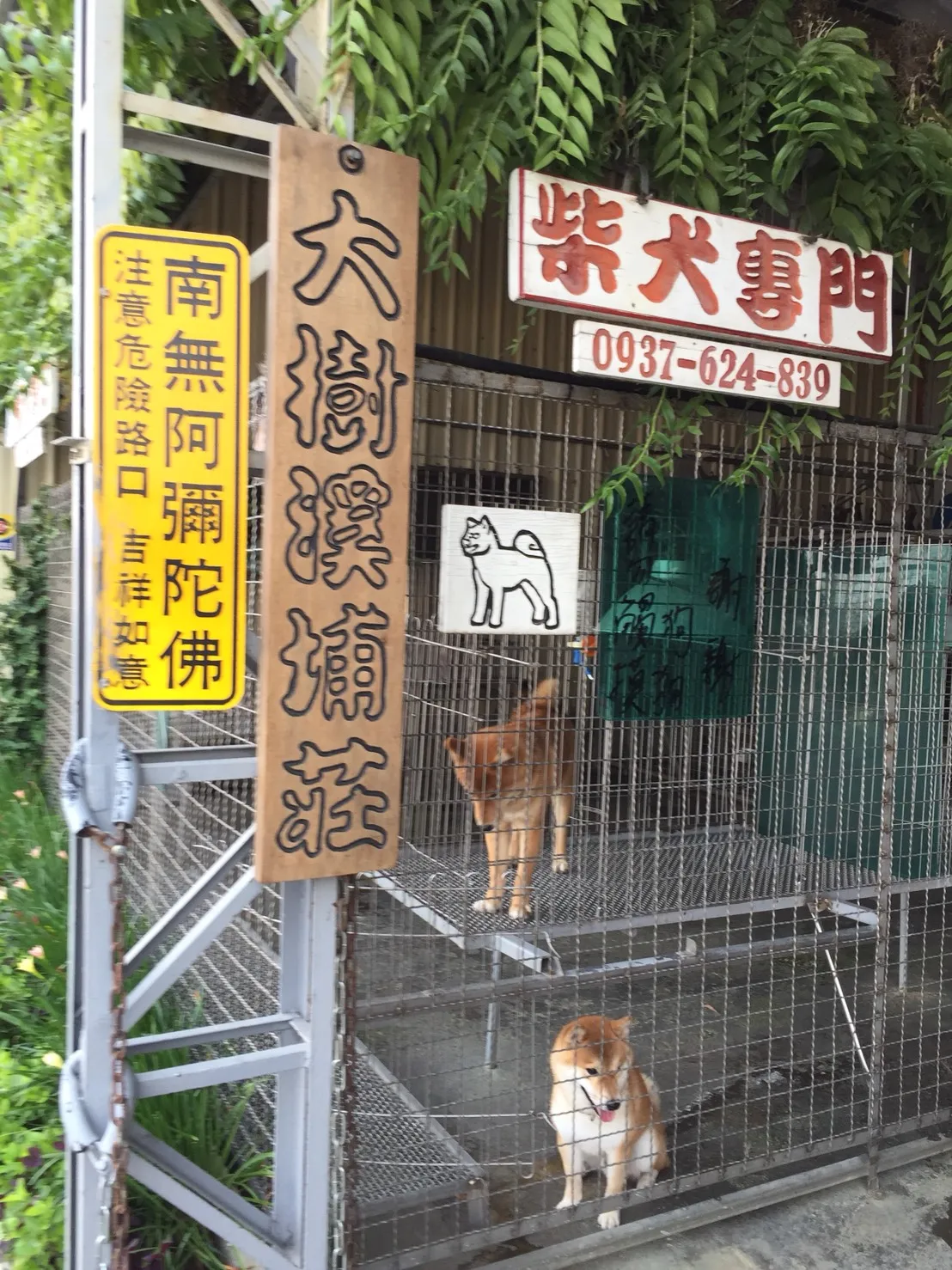 大樹溪埔莊犬舍