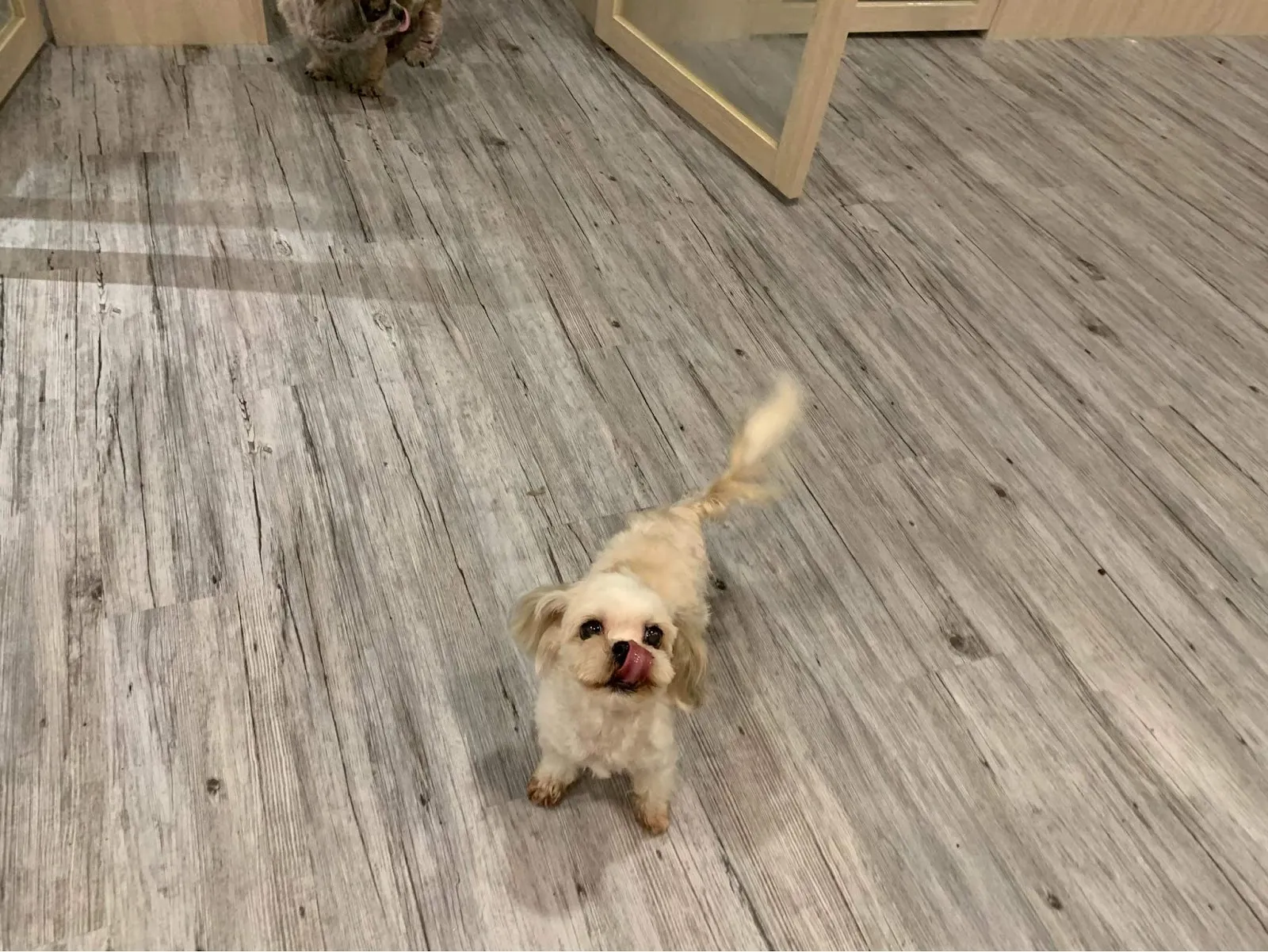 毛居寵物生活館