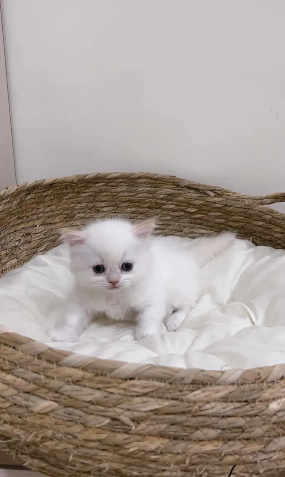 岡邑喵星人之家