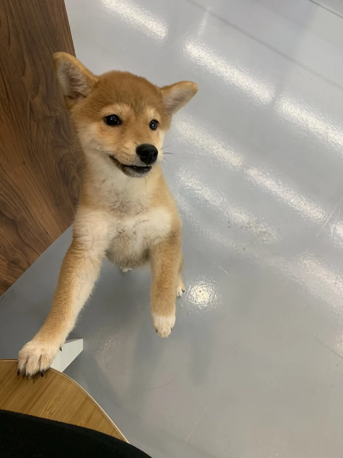 樂芙倪精品寵物旅館