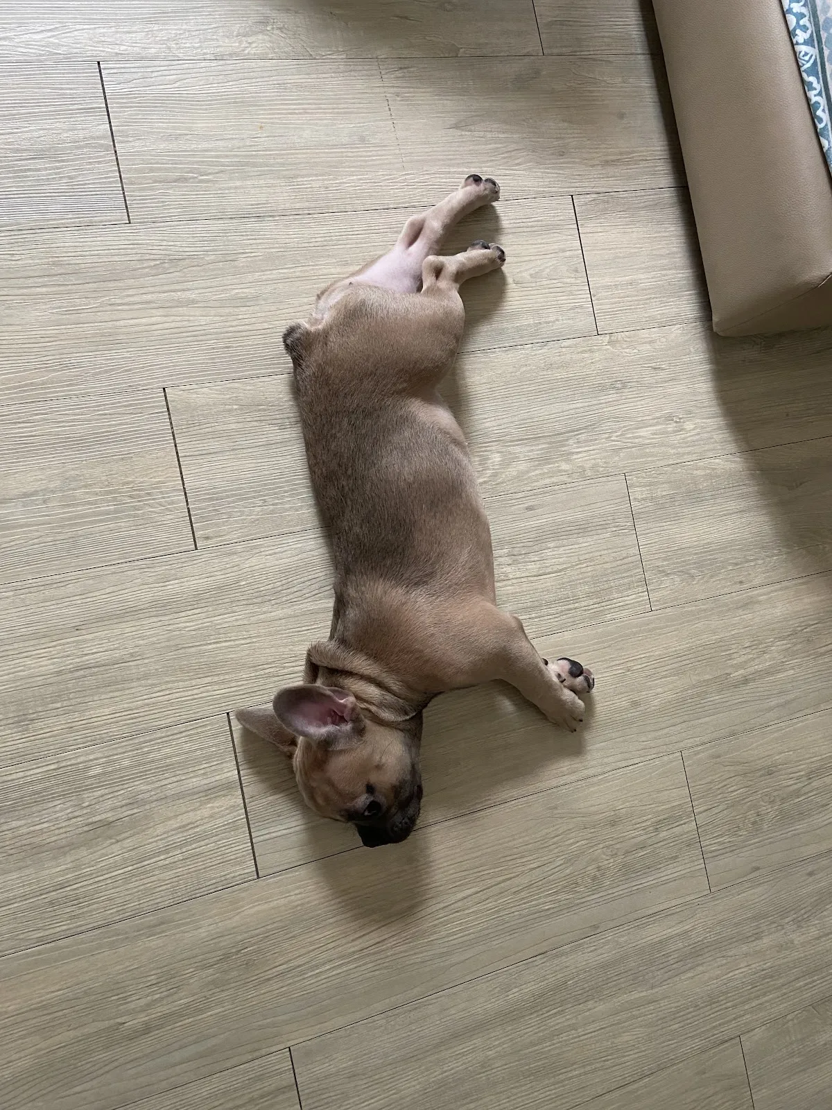 樂芙倪精品寵物旅館