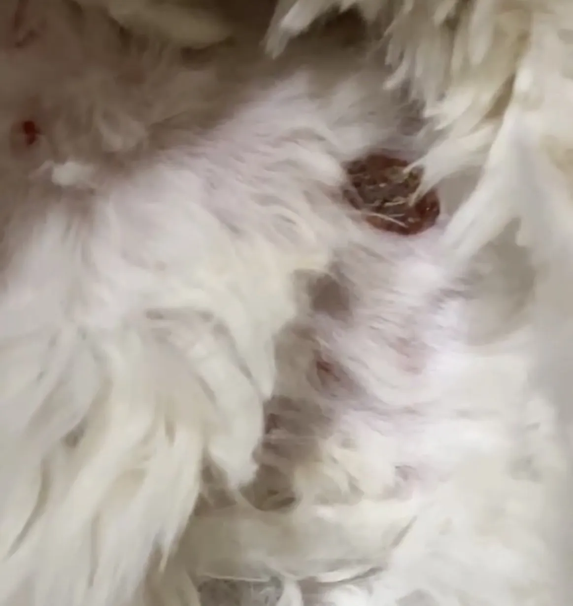 樂芙倪精品寵物旅館