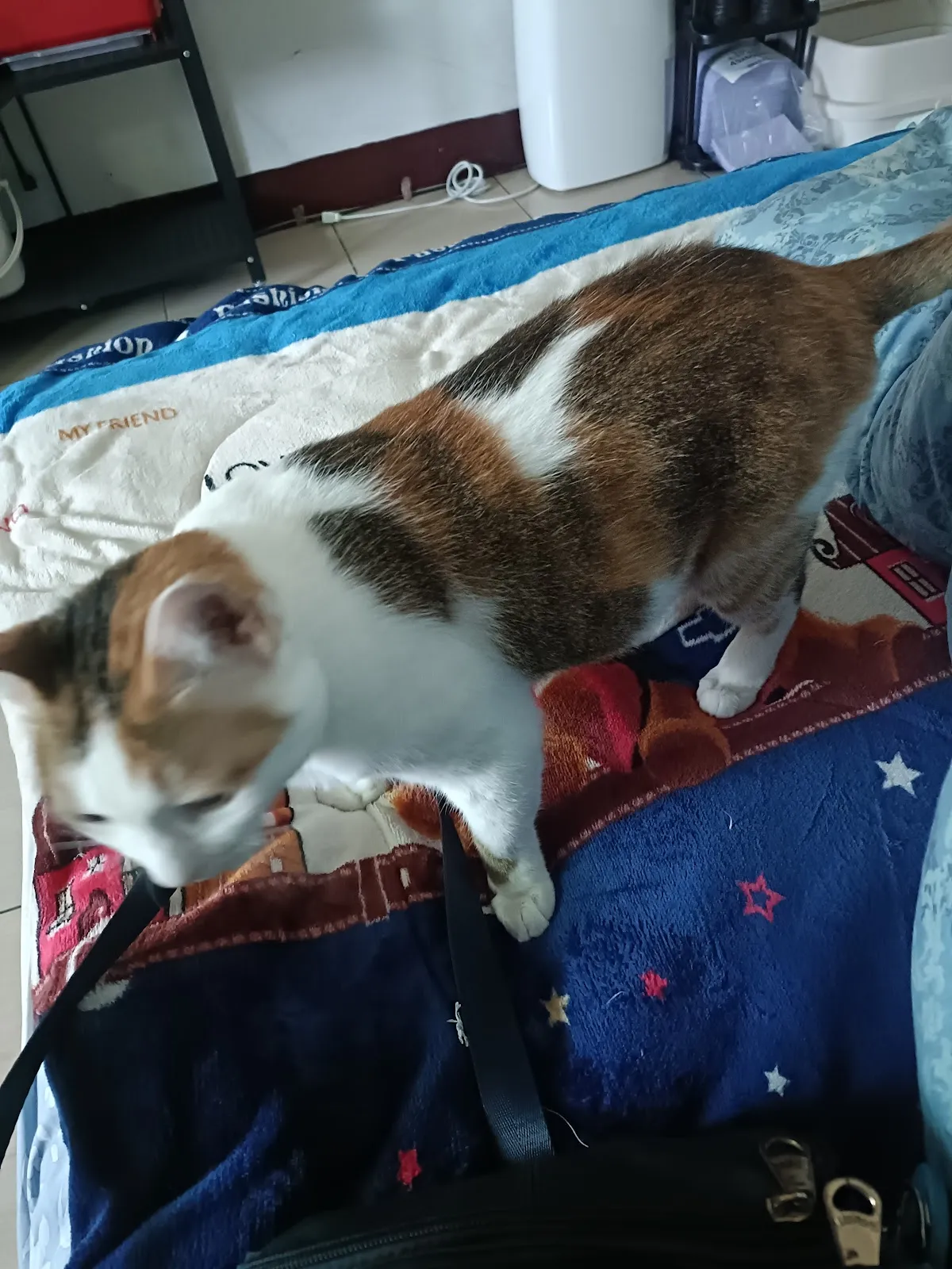 樂芙倪精品寵物旅館