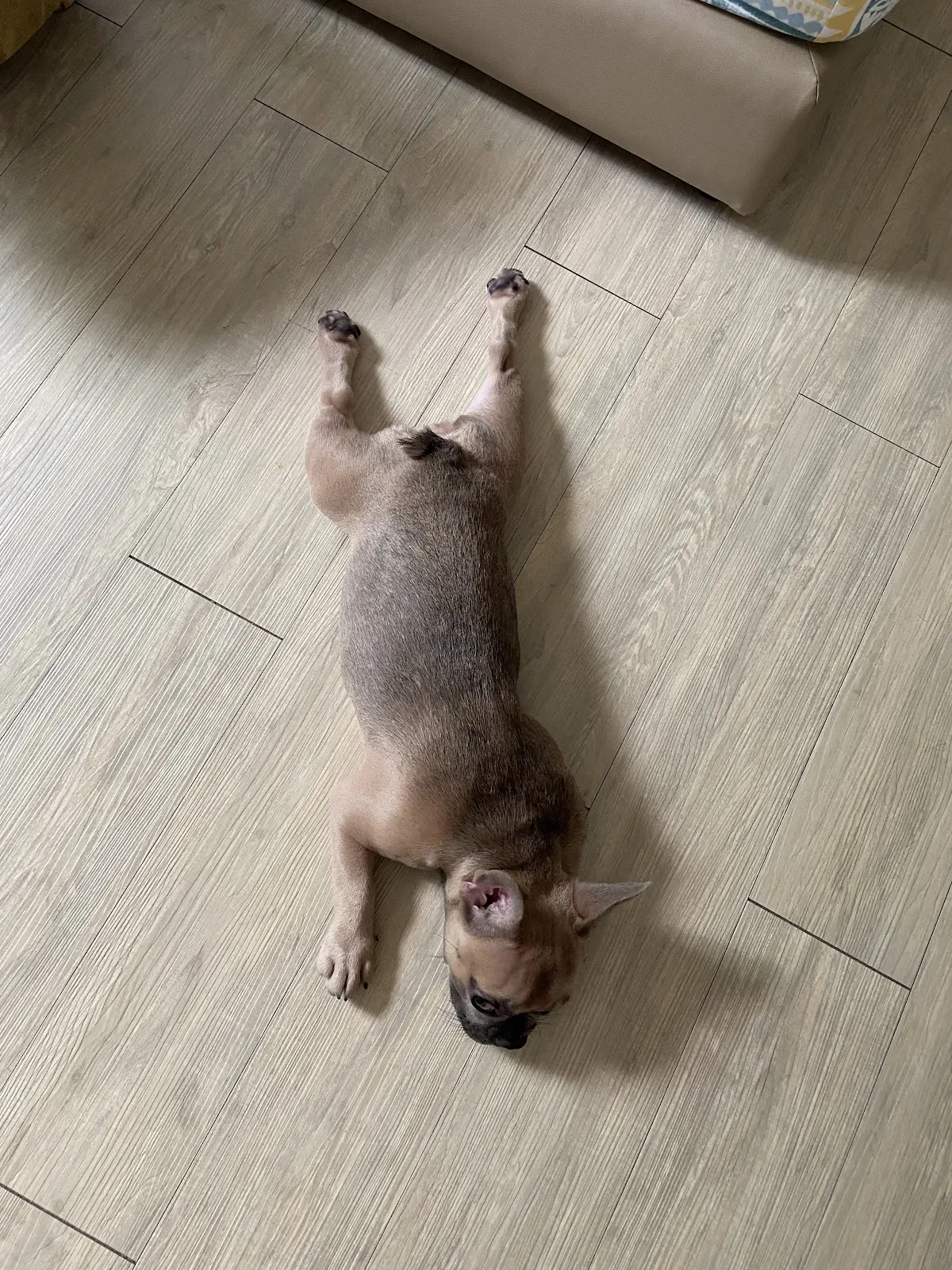 樂芙倪精品寵物旅館