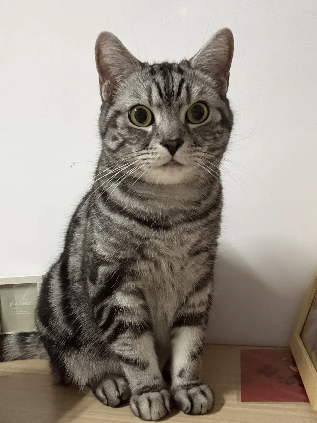 奧莉寵物美容工作室