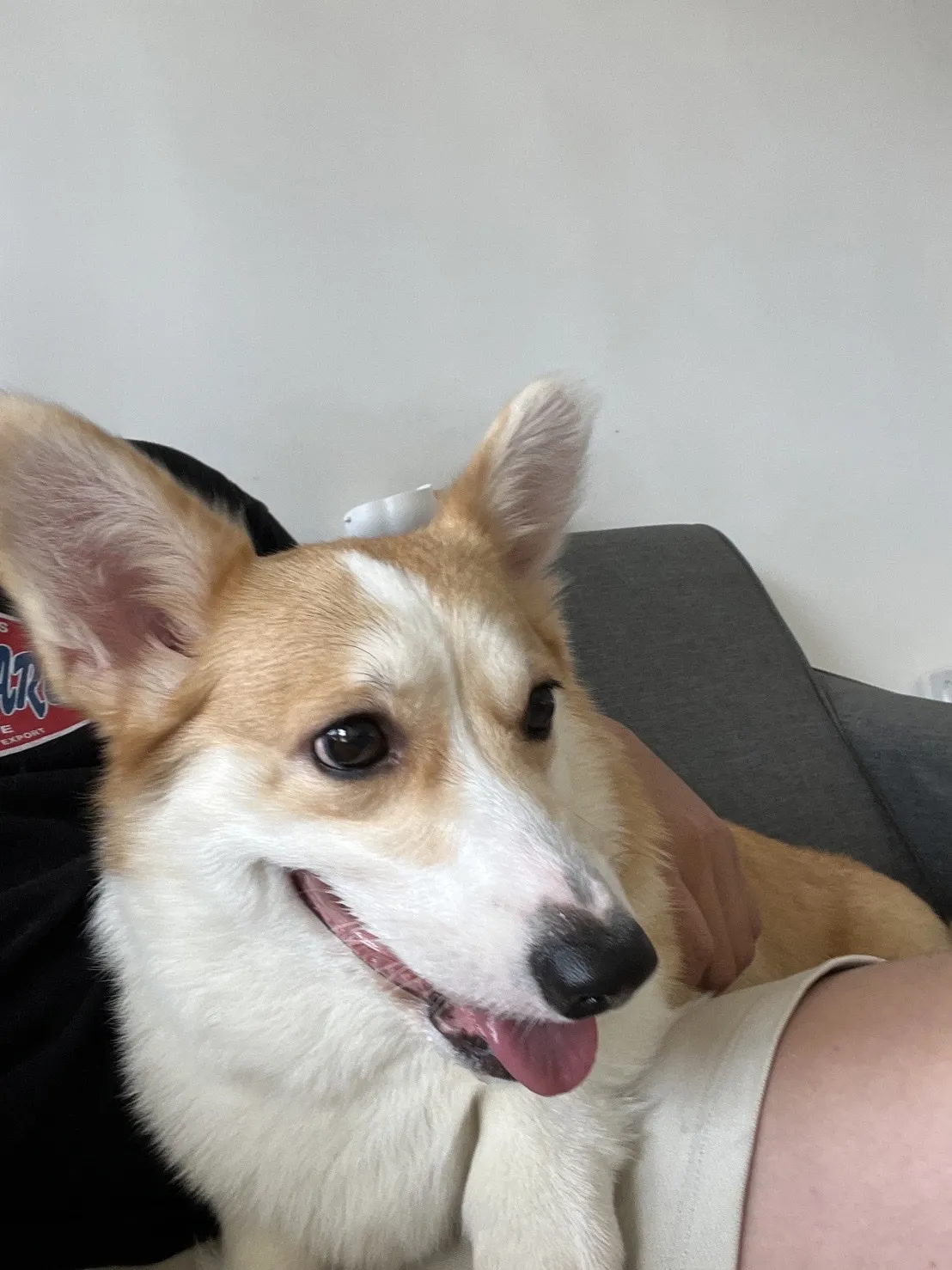 奧莉寵物美容工作室