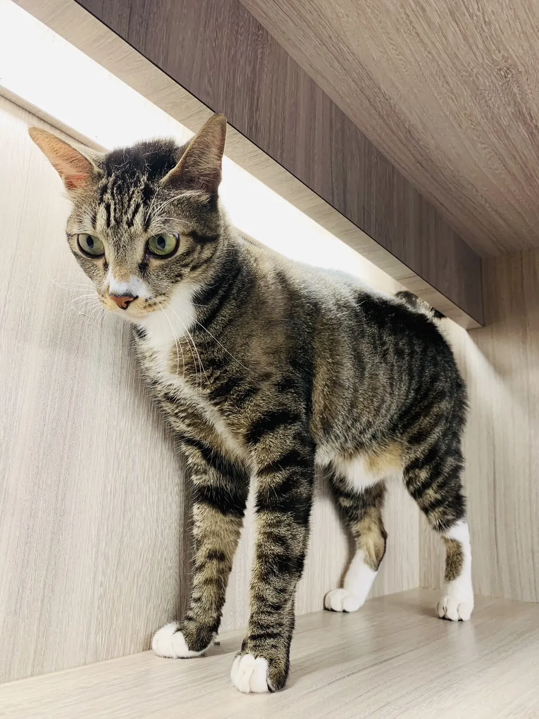 奧莉寵物美容工作室