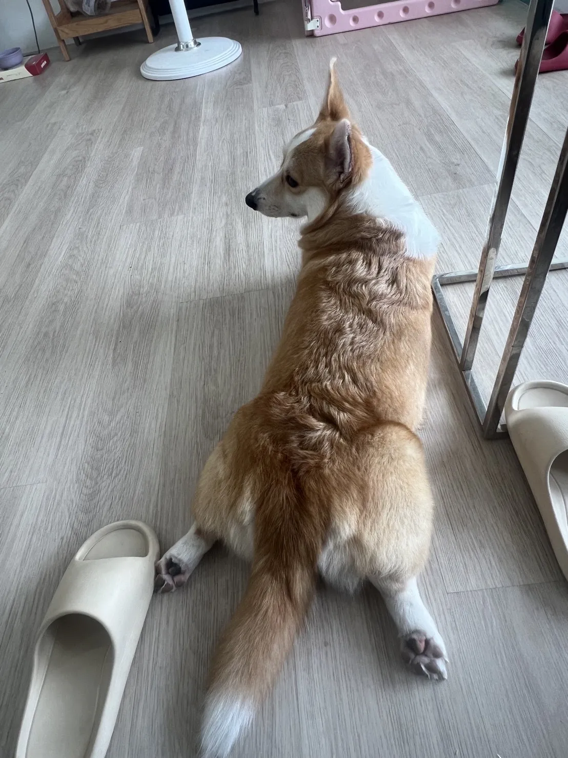 奧莉寵物美容工作室