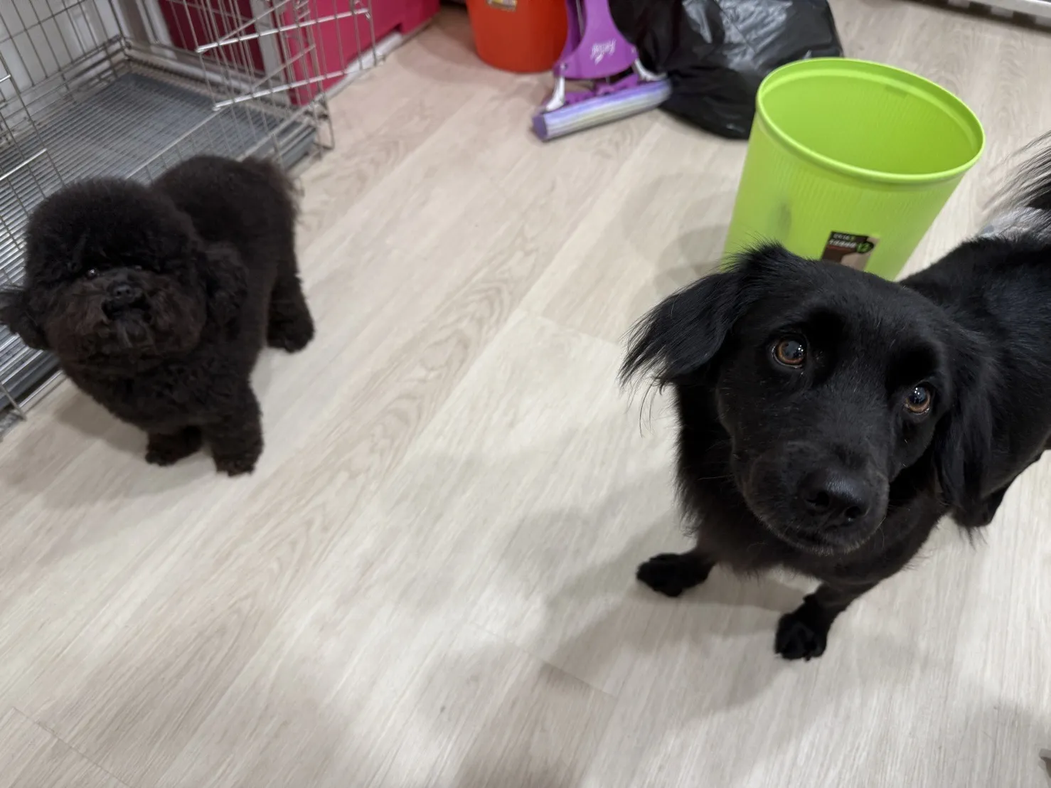 奧莉寵物美容工作室