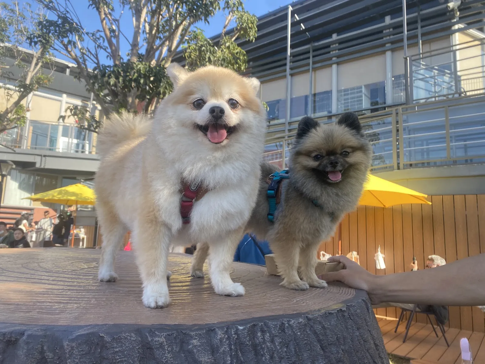 奧莉寵物美容工作室