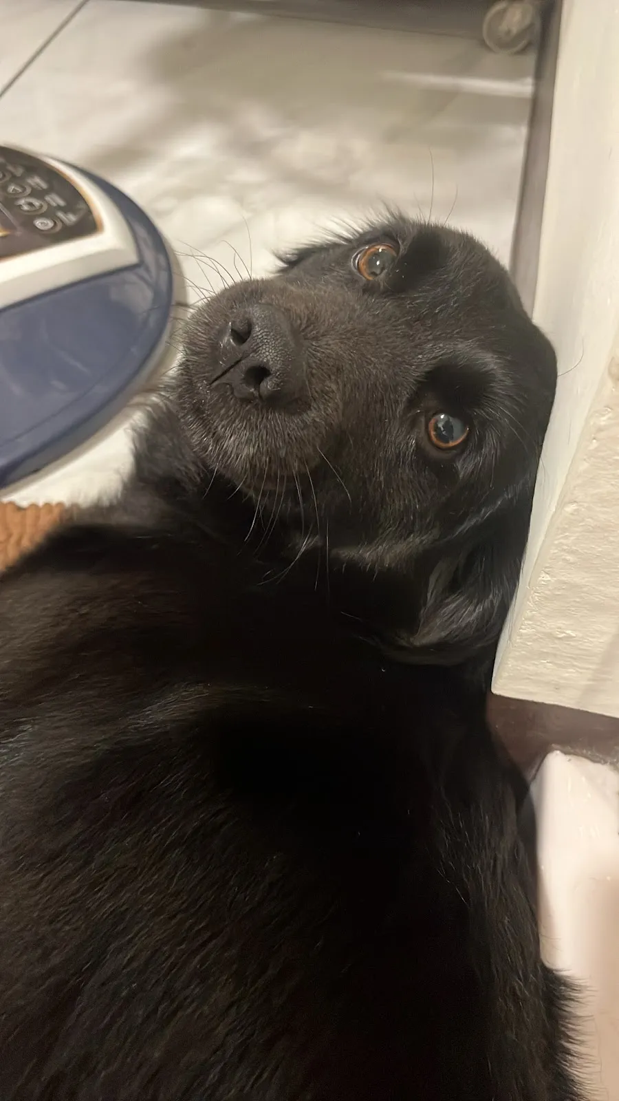 奧莉寵物美容工作室