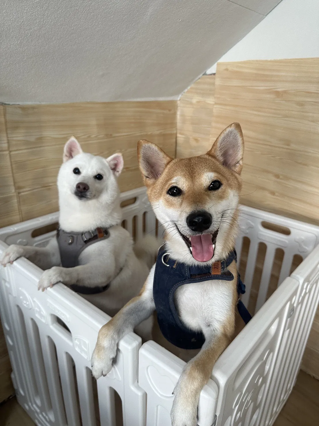 奧莉寵物美容工作室