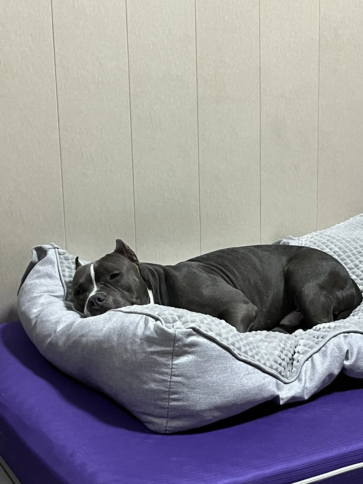 真愛狗屋寵物沙龍