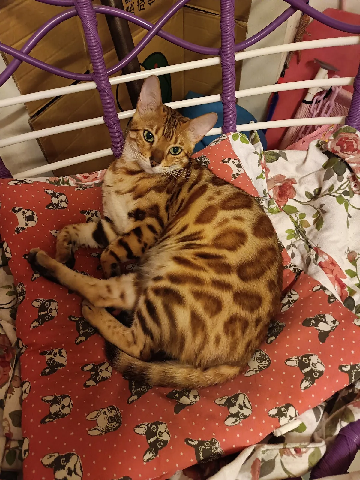 貝比樂園寵物生活館