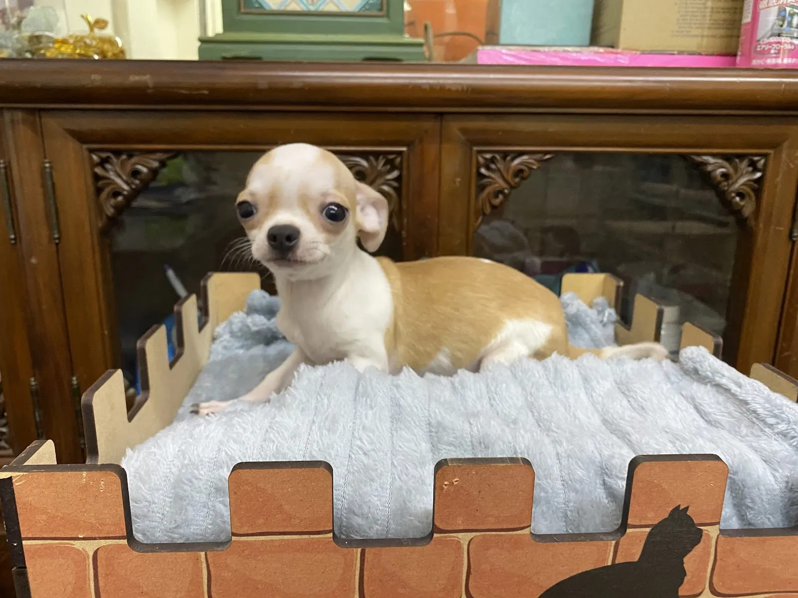 貝比樂園寵物生活館