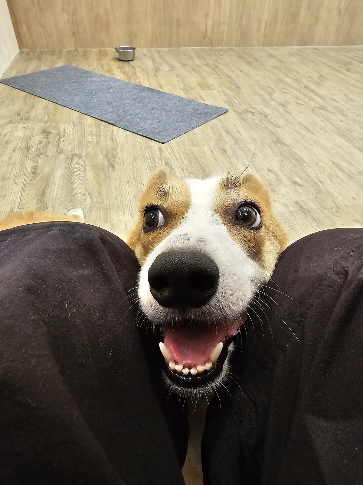 毛寵科技寵物生活館