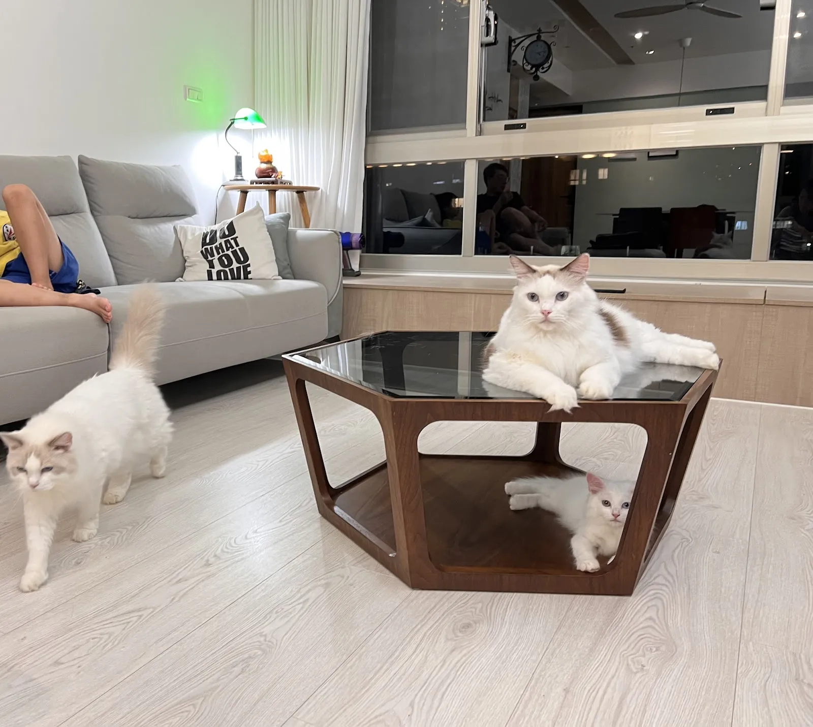 毛寵科技寵物生活館