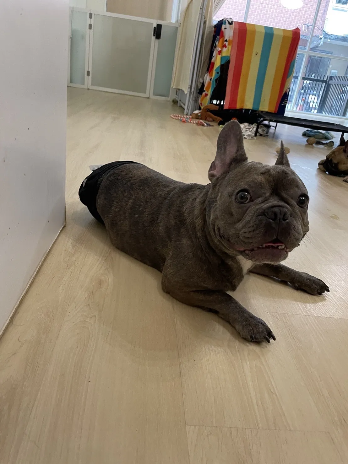 有珈寵物美容坊