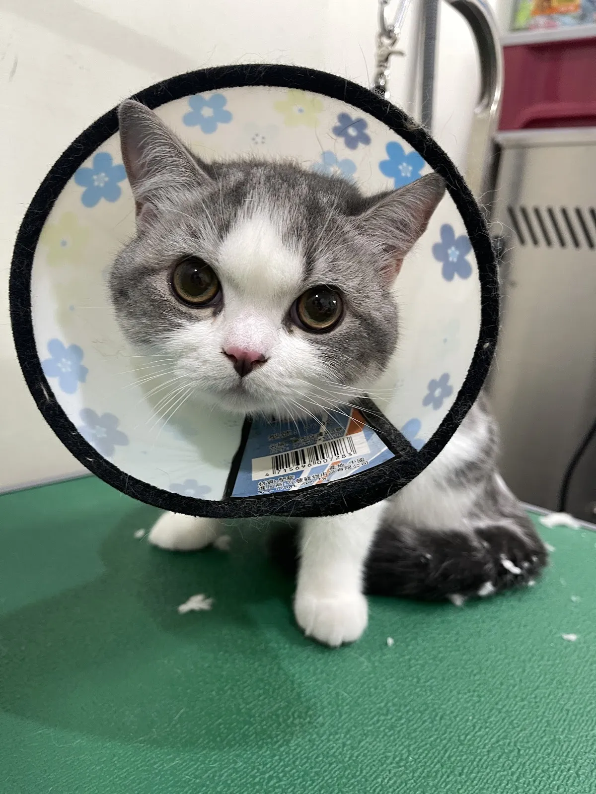 有珈寵物美容坊