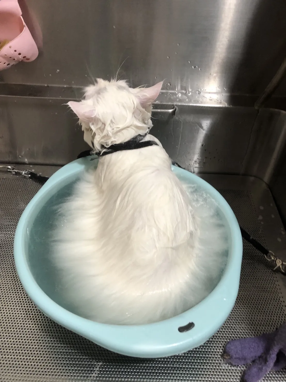 有珈寵物美容坊