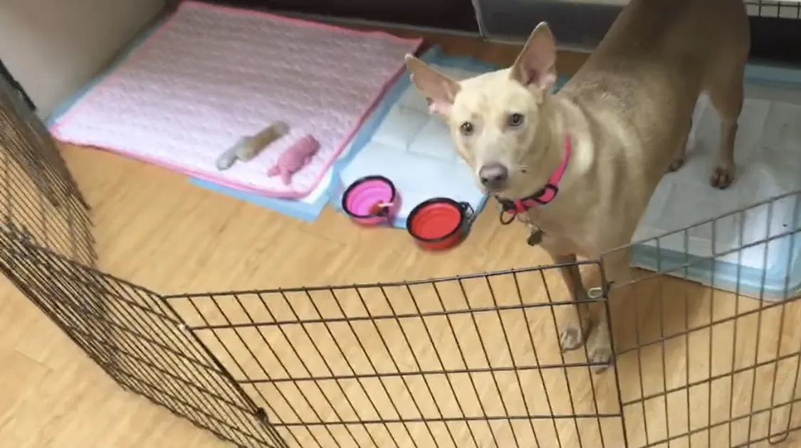 帕豆寵物美容工作室