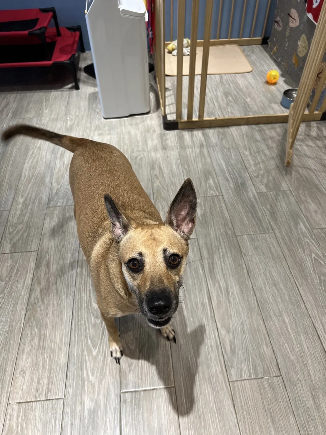 魚你在一起寵物旅館