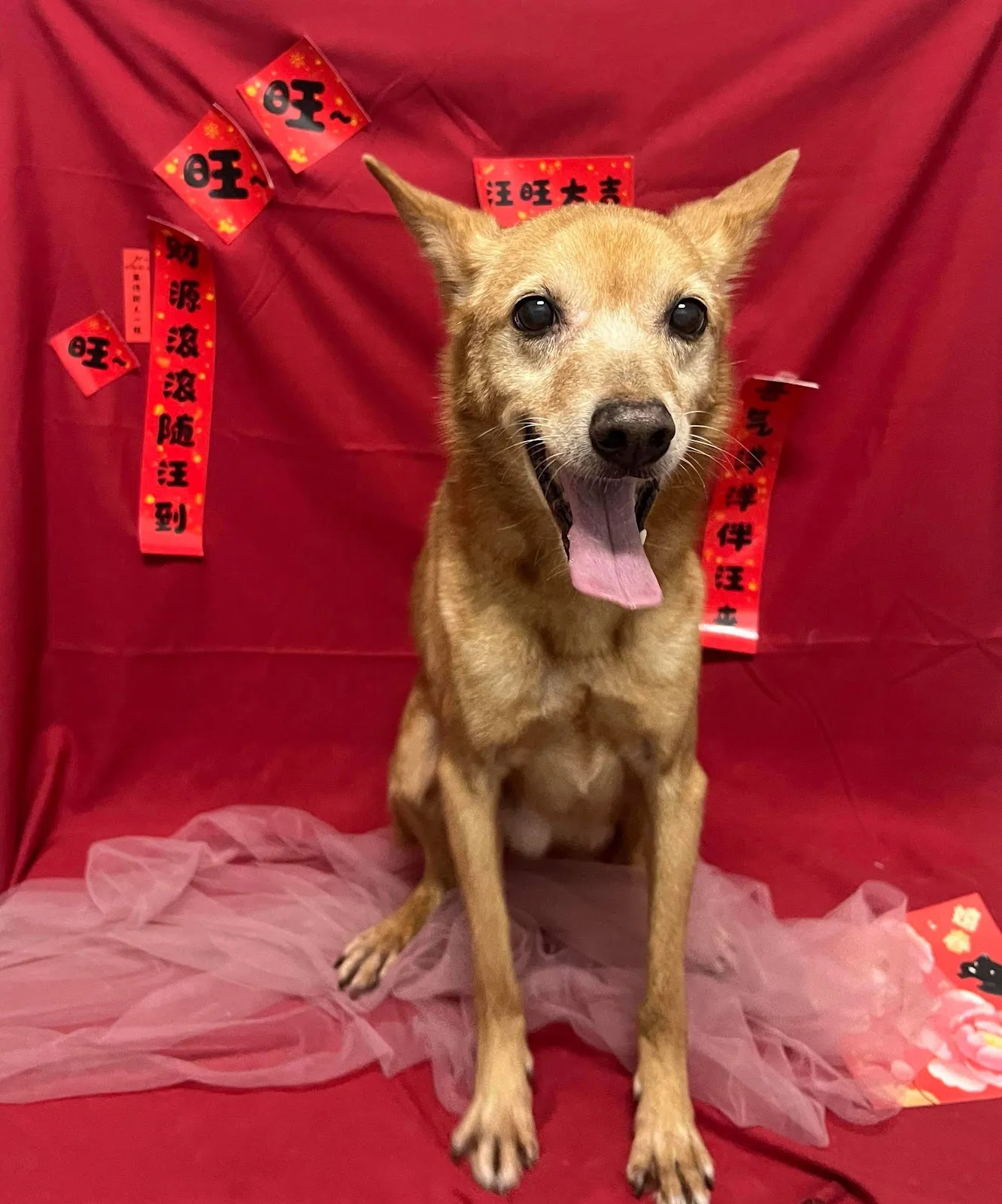 魚你在一起寵物旅館