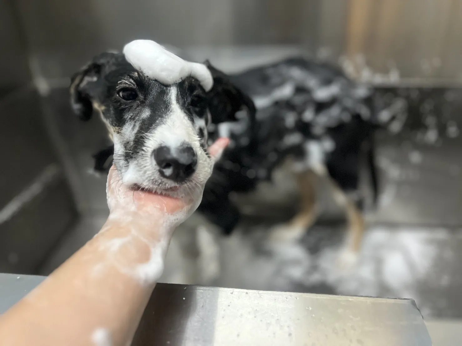 魚你在一起寵物旅館