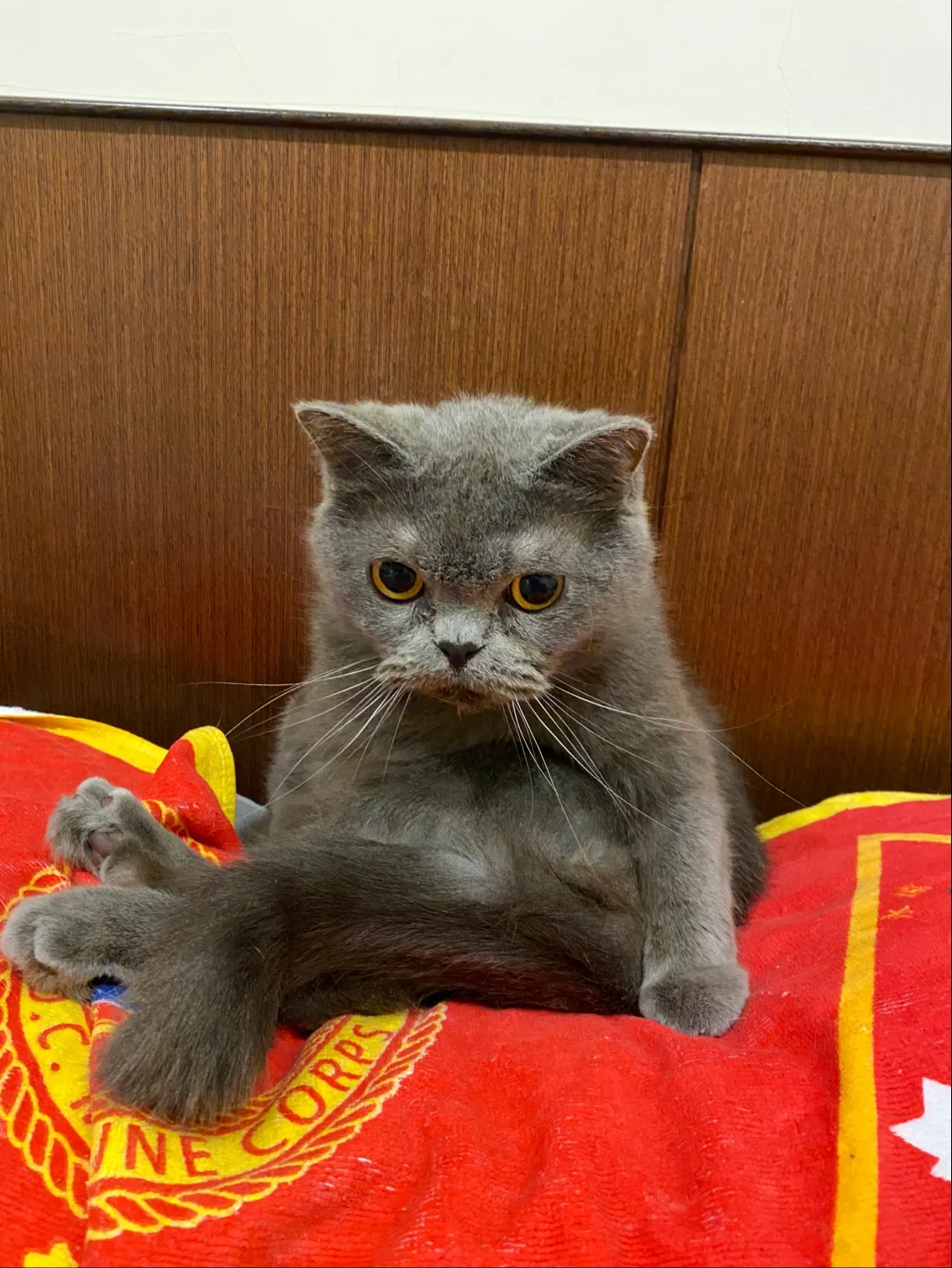 好運吧精緻寵物旅店