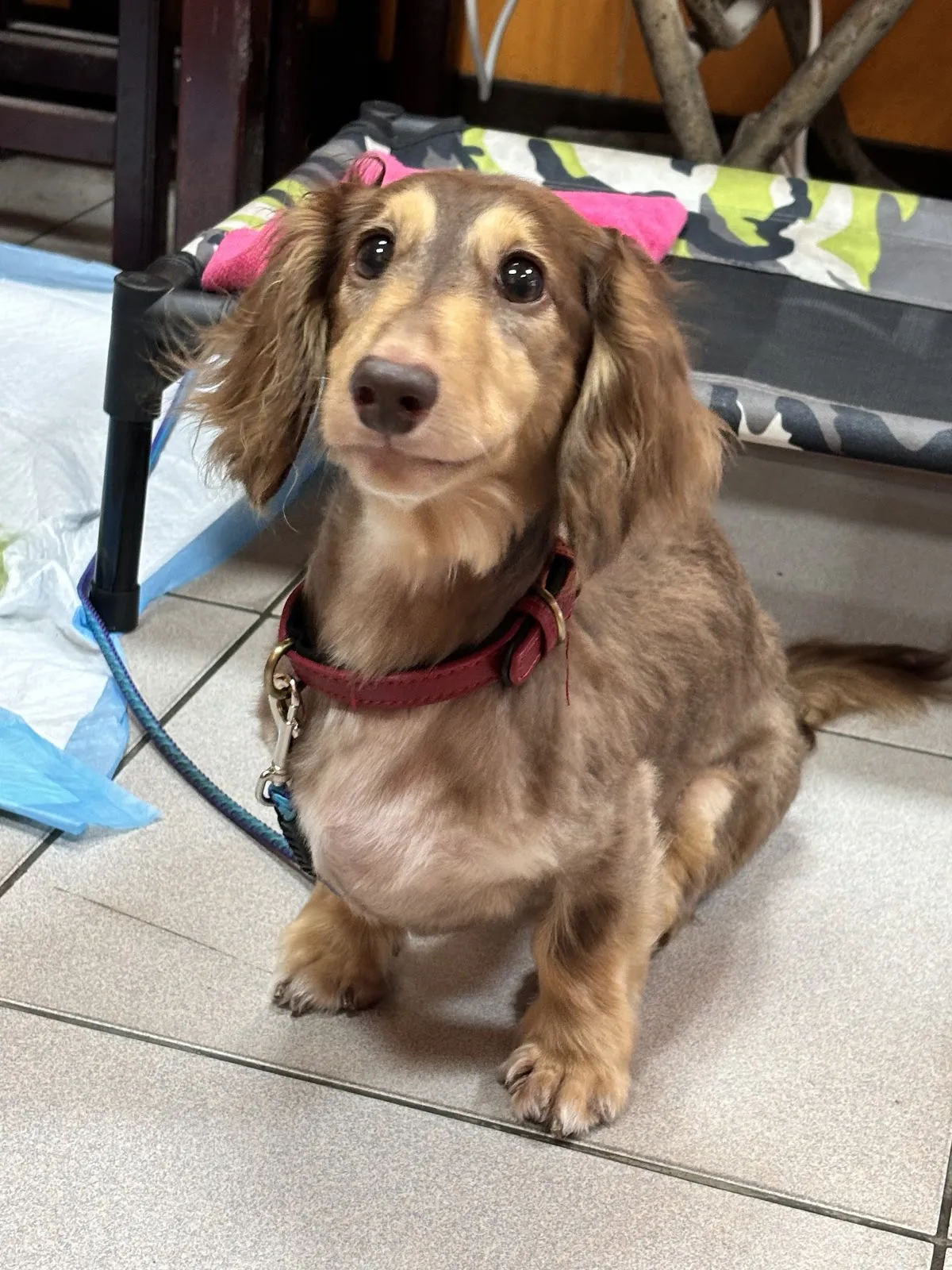 好運吧精緻寵物旅店