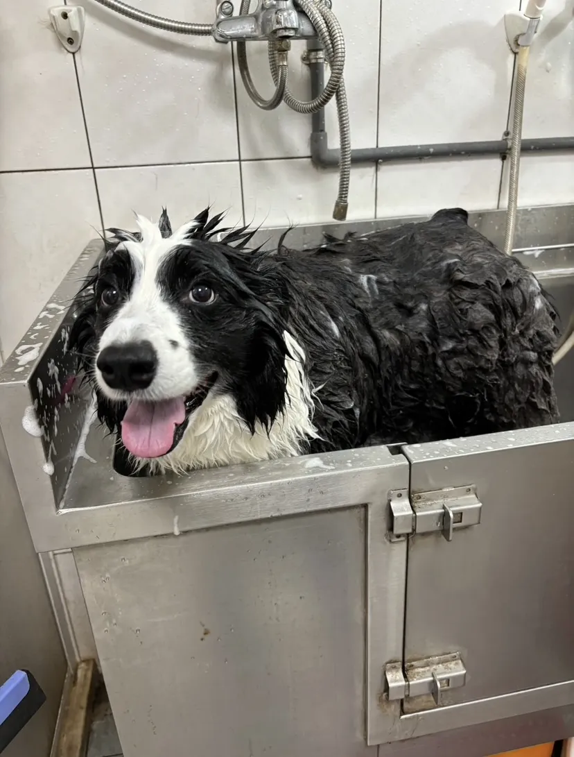 好運吧精緻寵物旅店