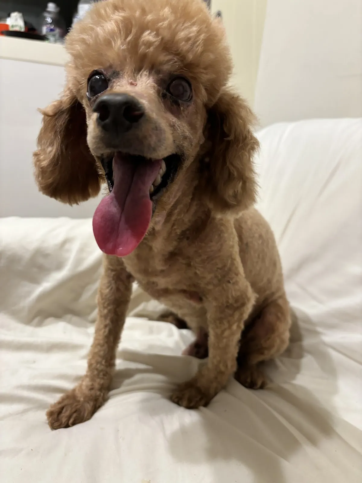 毛孩森林寵物生活館