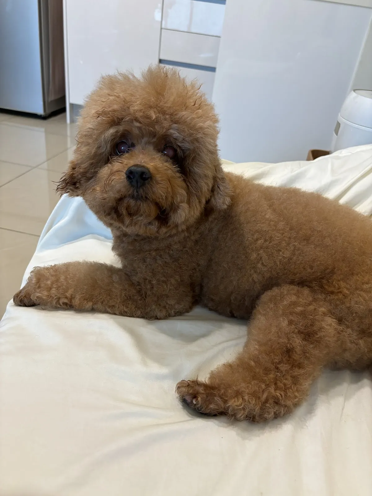 毛孩森林寵物生活館