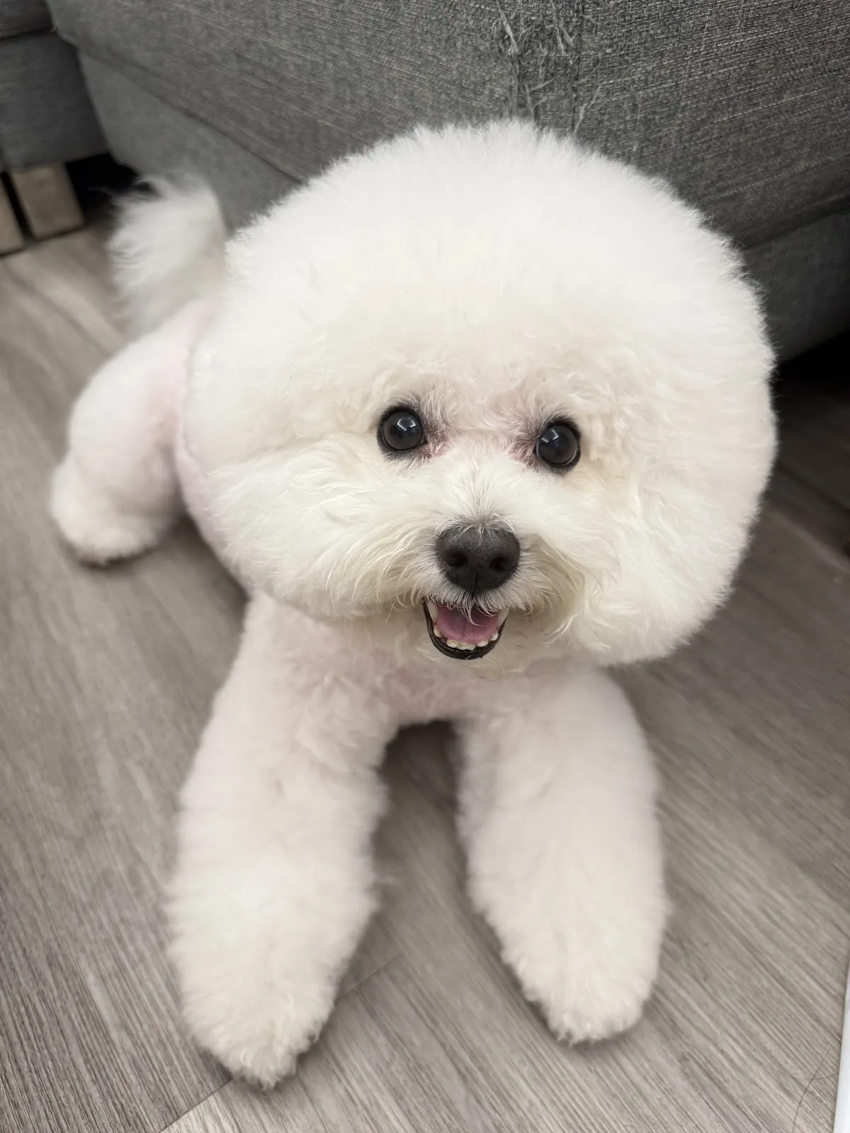 毛孩森林寵物生活館