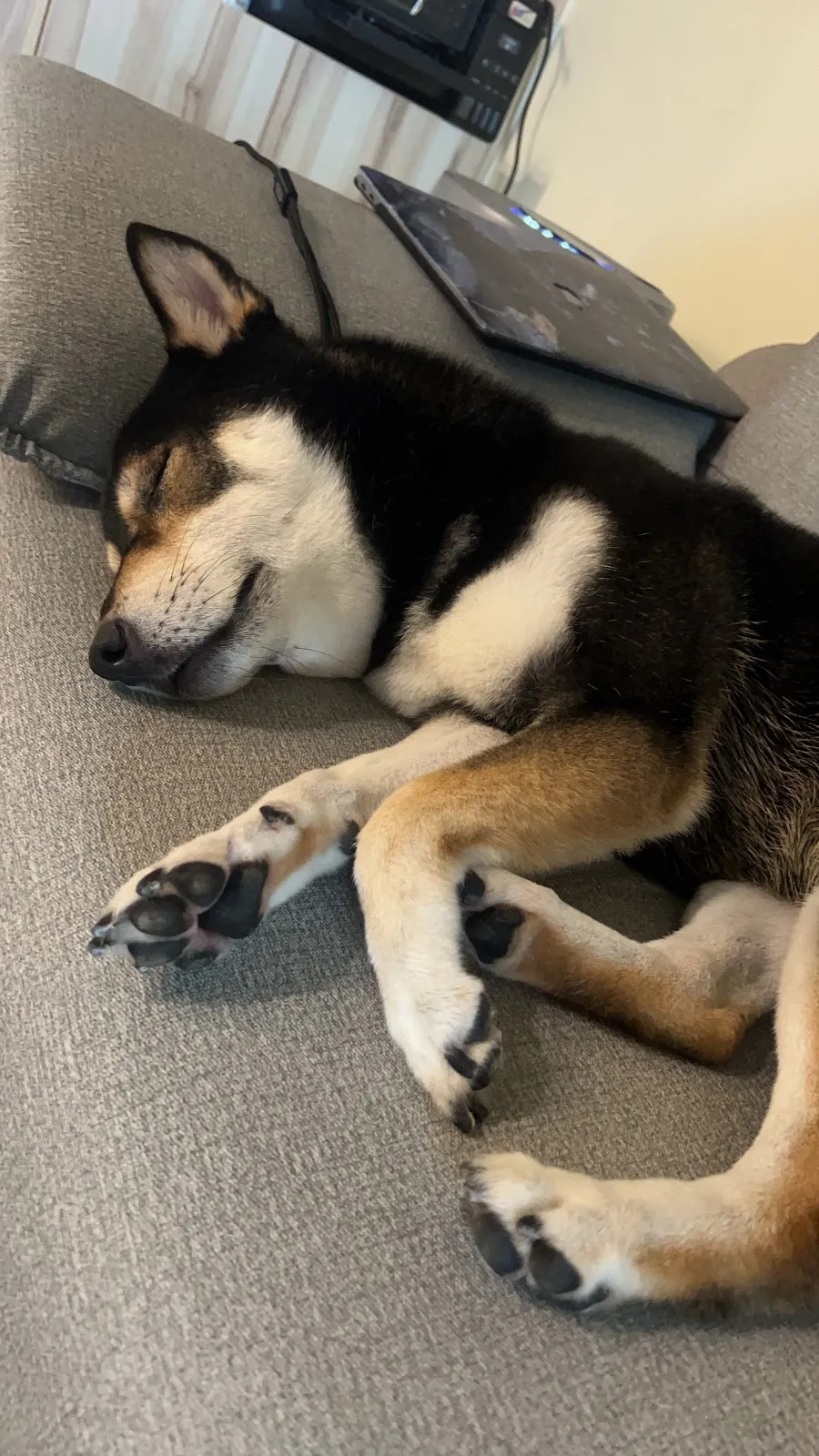 毛孩森林寵物生活館