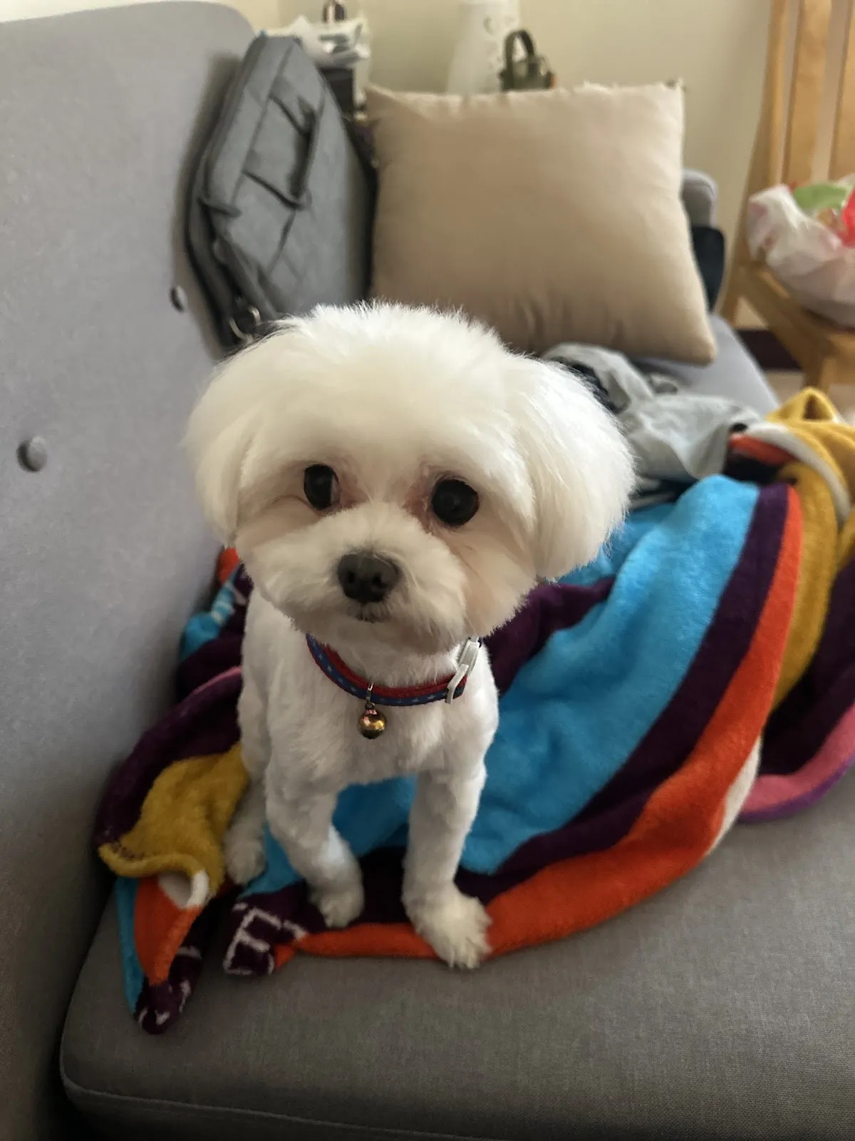 毛孩森林寵物生活館