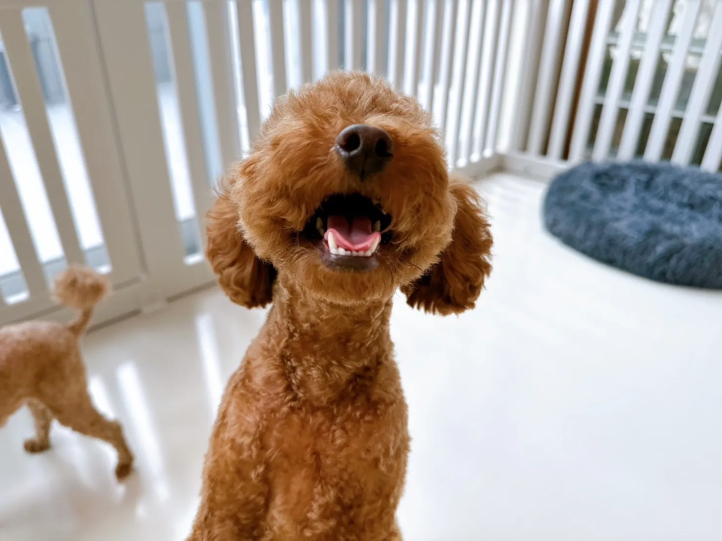 毛孩你好寵物生活館