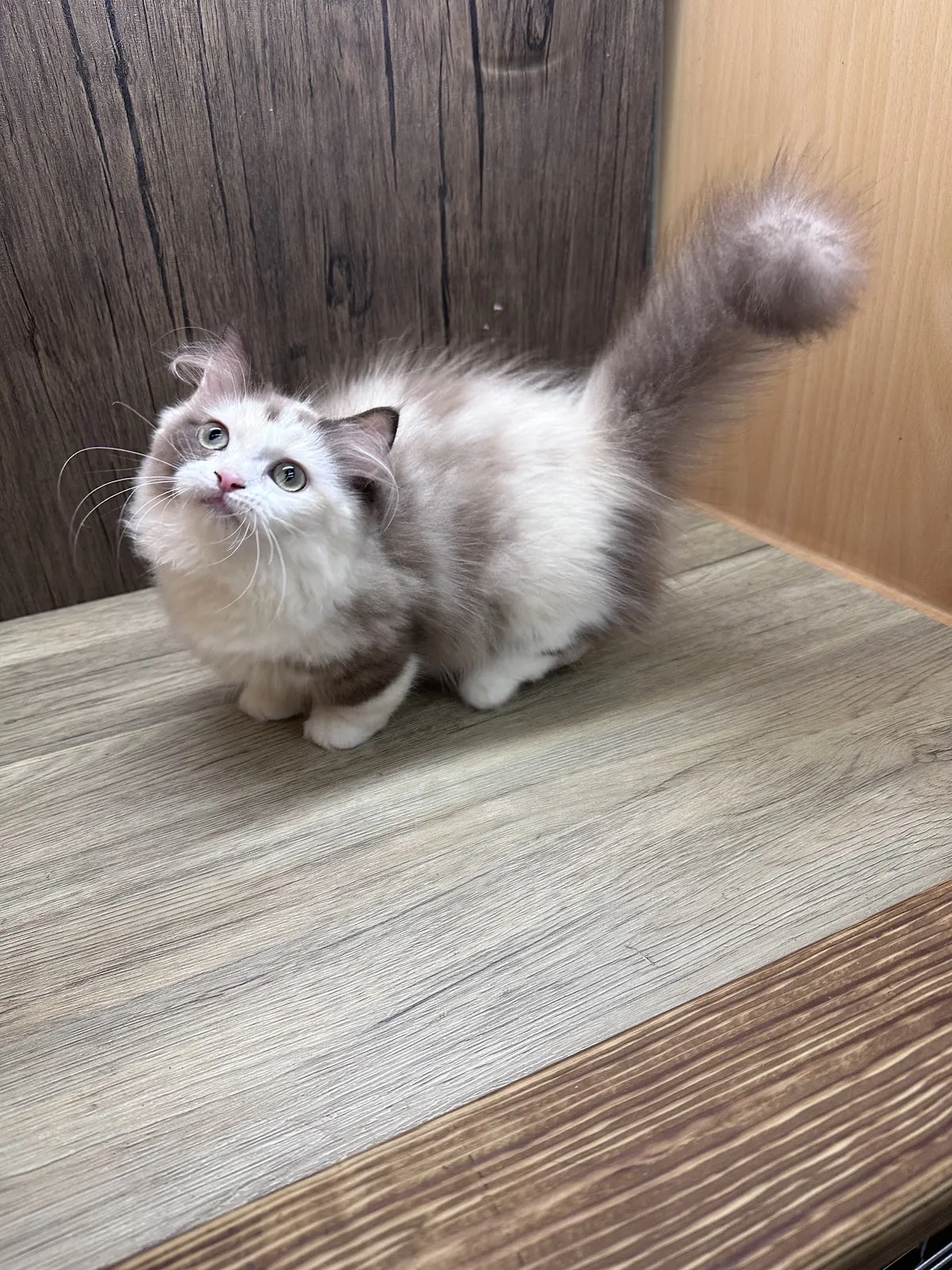 樂得寵物生活館（貓）