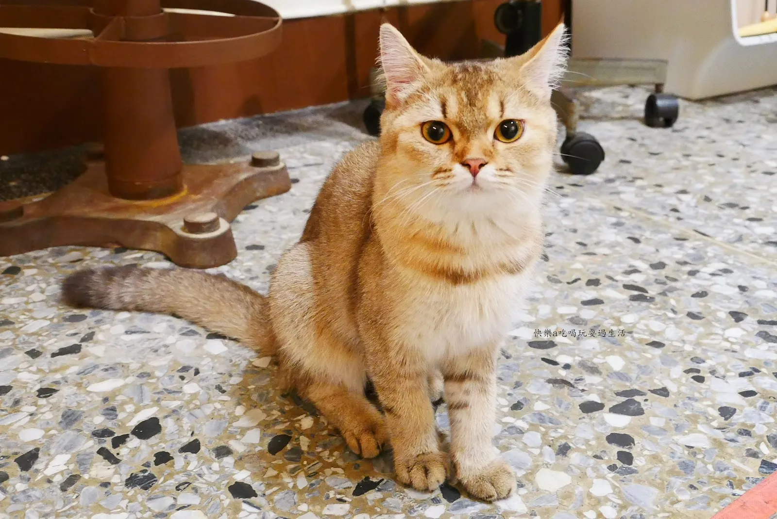 僑美寵物生活館