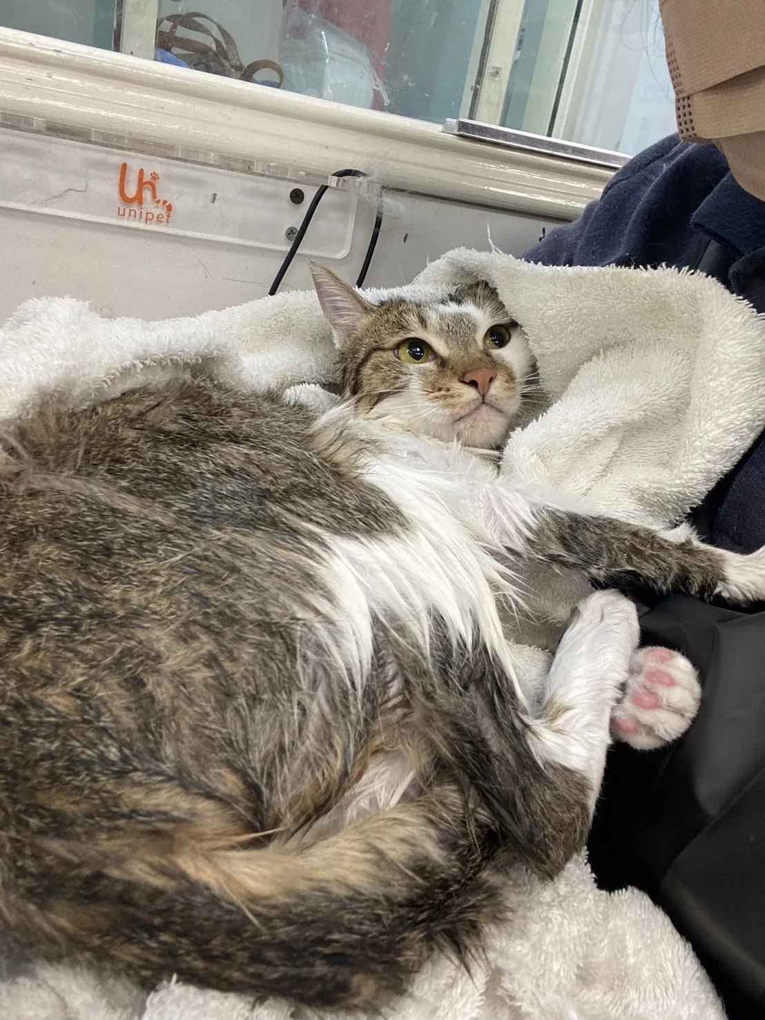 布居寵物生活別館