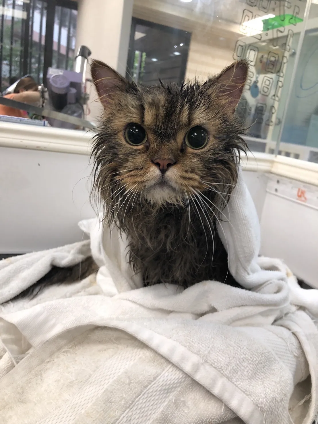 布居寵物生活別館